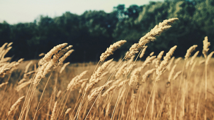 【高级功能版】全面解锁的网站攻击工具手机版